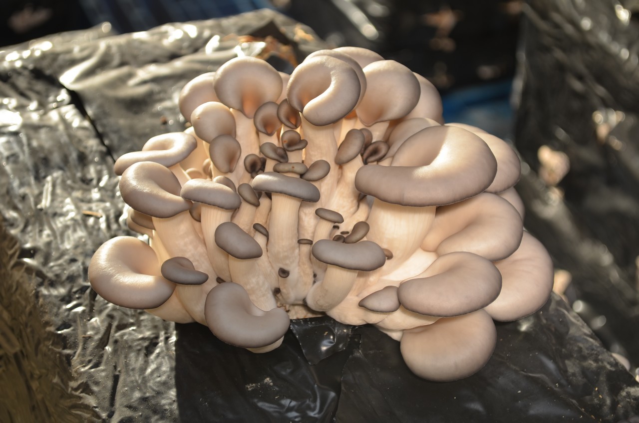 champignon en 6 lettres