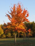 breil-de-foin-poirier-de-chine-en-automne-750324