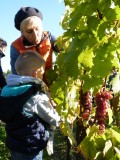 vendanges-dans-les-vignes-du-musee-de-la-vigne-et-du-vin-d-anjou-1280-431162