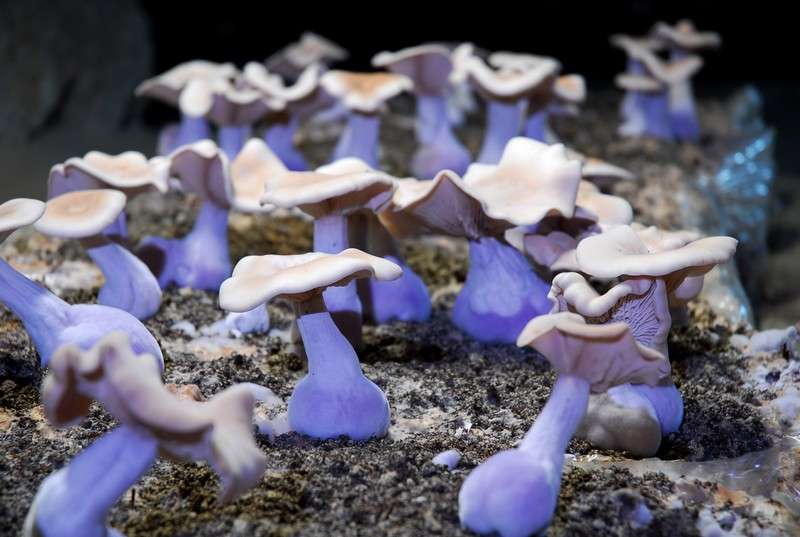 Culture de champignons © La Cave aux Moines