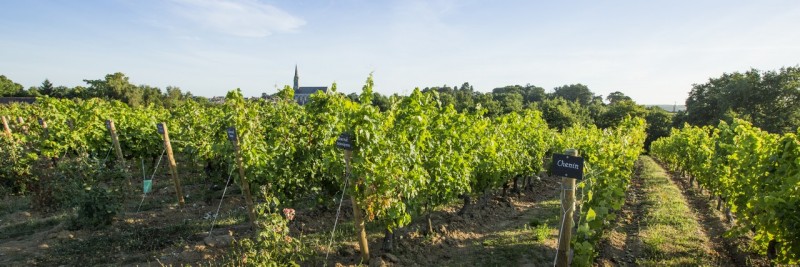 grand-angle-sur-les-vignes-du-musee-credit-philippe-caharel-1280-431158