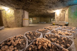 Cave à champignons Saumur Troglodytes