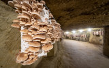 musee-du-champignon-christophe-gagneux-1120x700-1523831