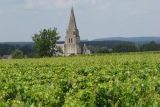 vignes-souzay-champigny-153989
