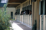 Visite guidée de l'Ecole nationale d'Equitation Cadre Noir Saumur