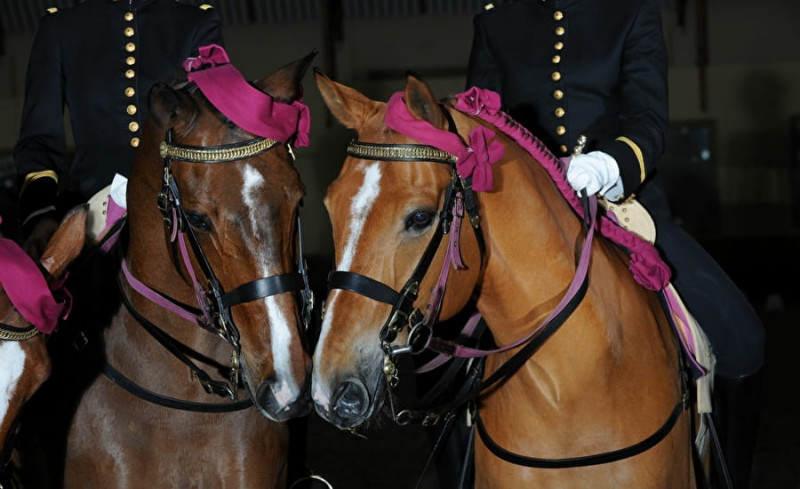 chevaux du Cadre noir